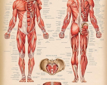 Tableau anatomique du système musculaire vintage de Palace Learning - Poster sur l'anatomie des muscles humains (stratifié, 18 x 24 po.)
