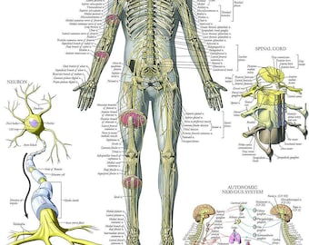 Nervous System Anatomy Poster - LAMINATED - Autonomic Nervous System & Brain Anatomical Chart - 18" x 24"