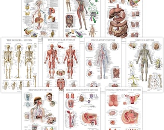10-Pack Anatomical Poster Set - Laminated - Muscular, Skeletal, Digestive, Respiratory, Circulatory, Endocrine & Nervous Systems (18"x24")