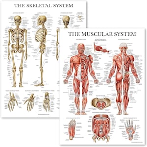 May include: Two anatomical charts, one showing the skeletal system and the other showing the muscular system. Both charts feature detailed illustrations of the human body in anterior, lateral, and posterior views.