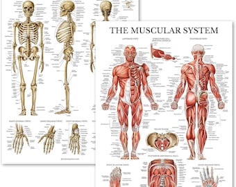 Palace Learning Muscular & Skeletal System Poster Set - Laminated 2-Chart Set (Human Skeleton and Muscle Anatomy, 18"x27")