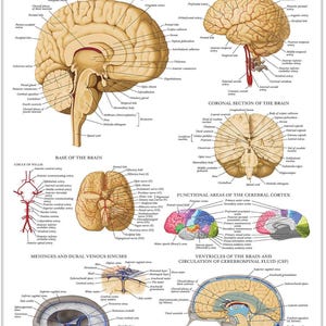Póster de anatomía cerebral de Palace Learning: laminado con marco de plástico: diagrama anatómico del cerebro humano