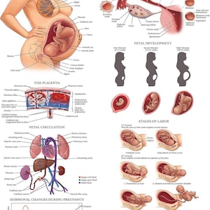 2-pack Labor & Birthing Positions Poster + Pregnancy Anatomy Chart ...