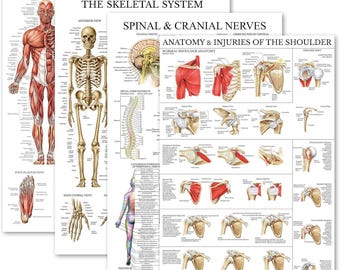 4-Pack Anatomical Poster Set - Muscular, Skeletal, Spinal Nerves & Shoulder Anatomy Charts (Laminated, 18"x24")