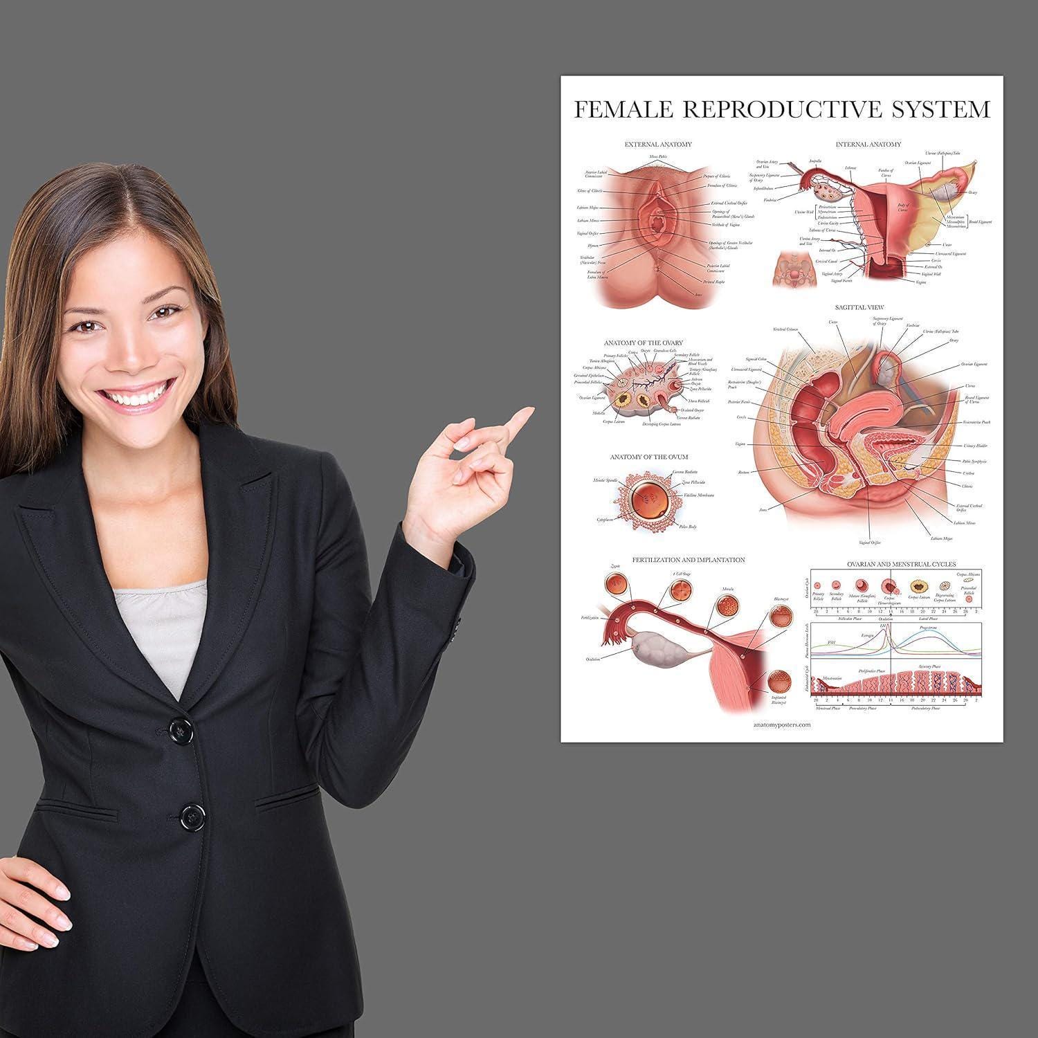 Laminated Female Reproductive System Anatomical Chart Female Anatomy