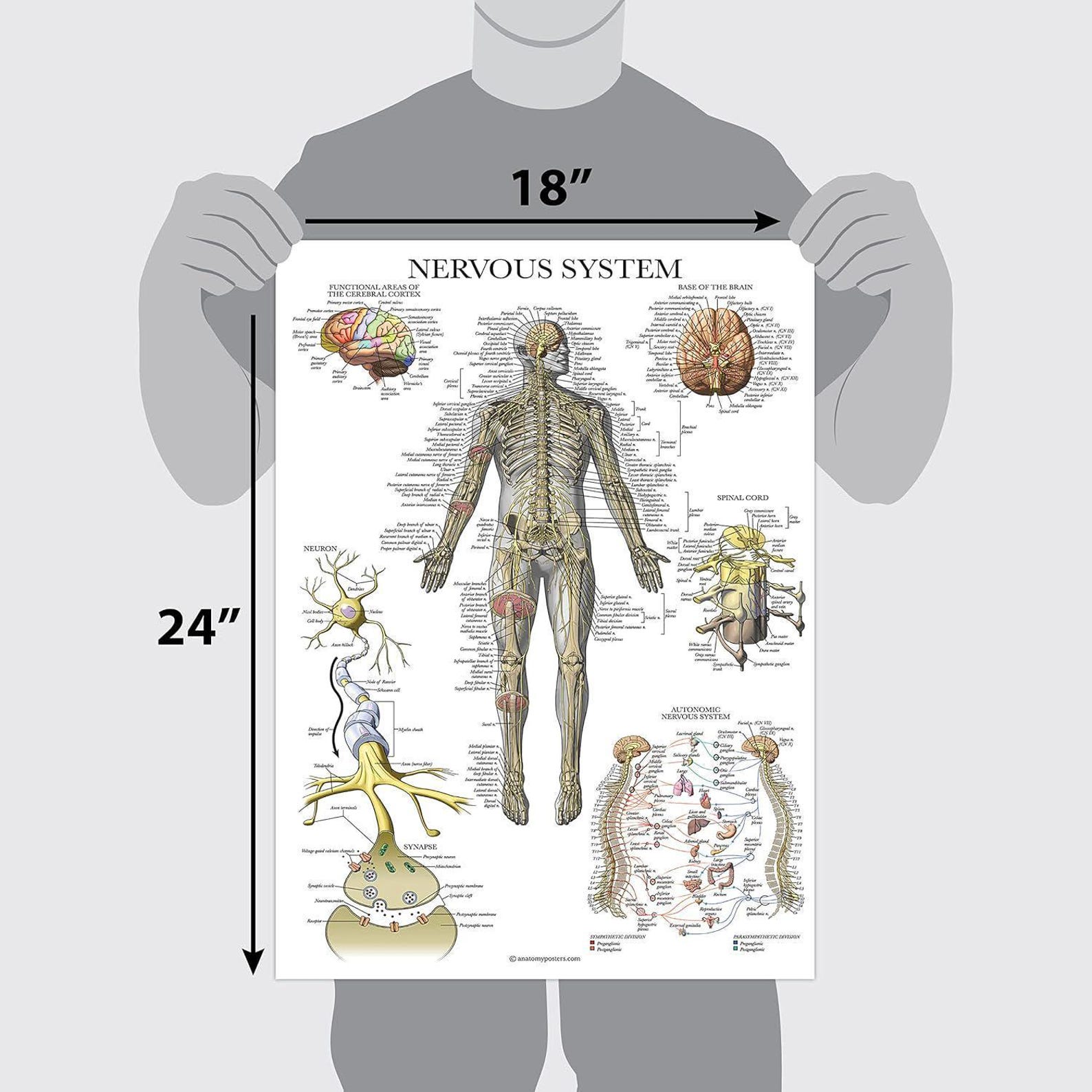 Nervous System Anatomy Poster - LAMINATED - Autonomic Nervous System ...