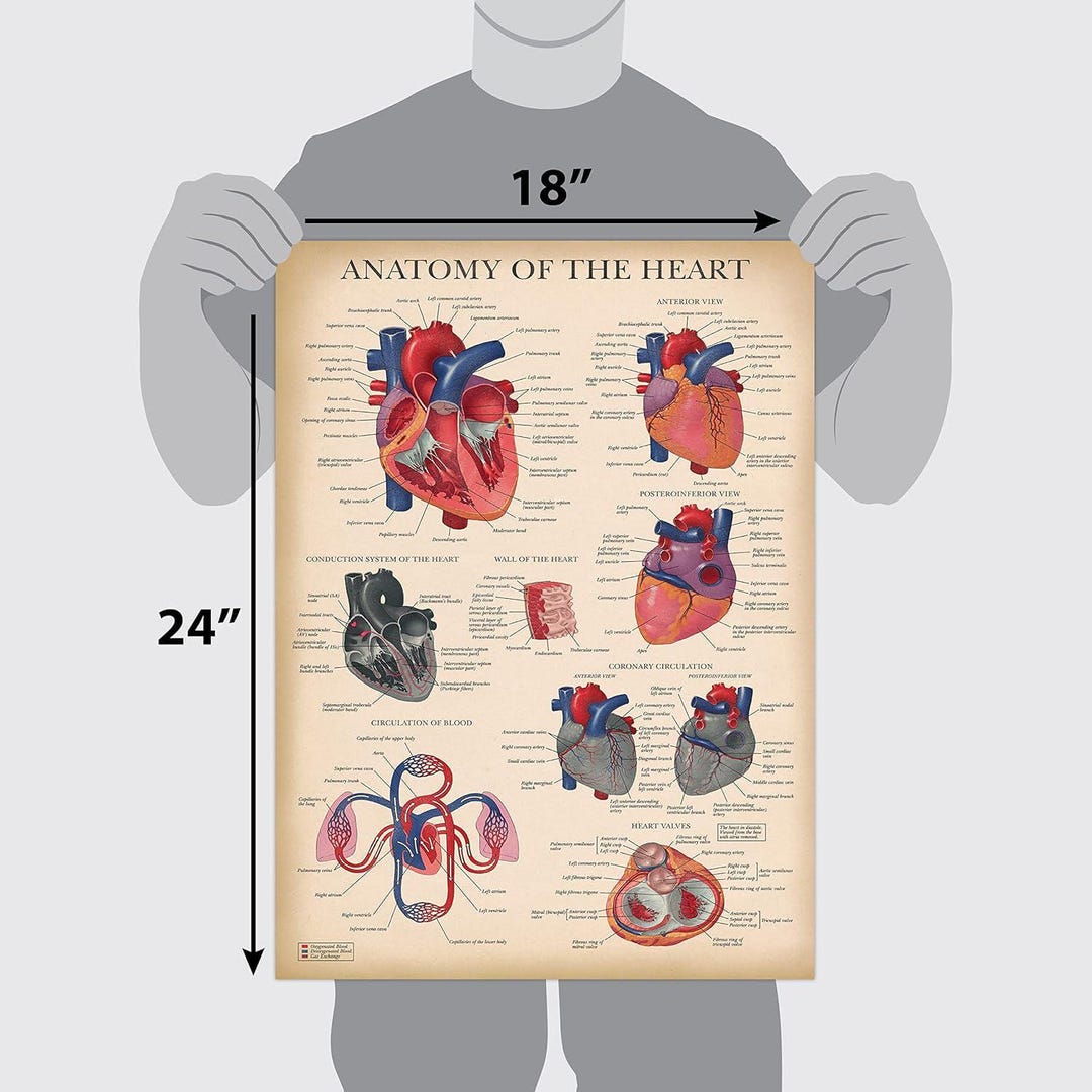 Vintage Heart Anatomy Poster - LAMINATED - Anatomical Chart of the ...