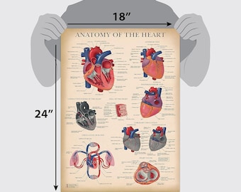 Vintage Heart Anatomy Poster - LAMINATED - Anatomical Chart of the Human Heart - 18" x 24"