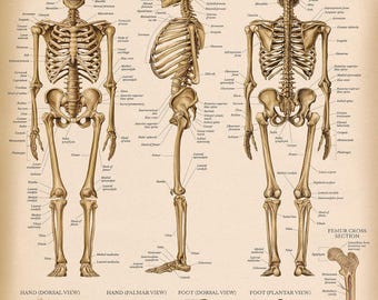 Vintage Skeletal System Anatomical Chart - Human Skeleton Anatomy Poster (LAMINATED, 18" x 24")