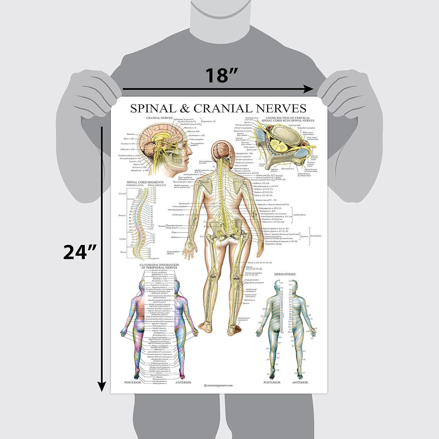 2 Pack: Spinal and Cranial Nerves + Anatomy of the Spine Poster Set ...