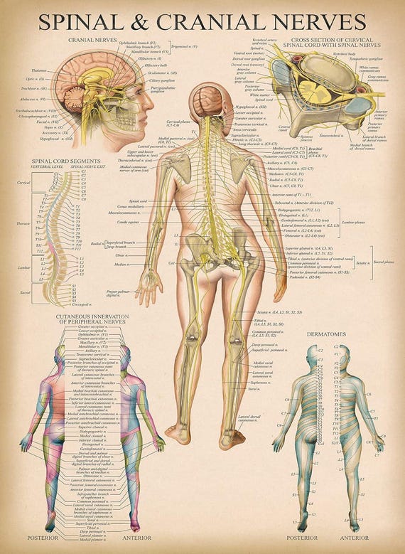 Medical Education Posters Spinal Nerves & Anatomy Posters Set - 2 Pack ...
