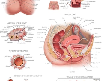 Laminated Female Reproductive System Anatomical Chart - Female Anatomy Poster - 18" x 24"