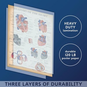 Vintage Heart Anatomy Poster - LAMINATED - Anatomical Chart of the ...