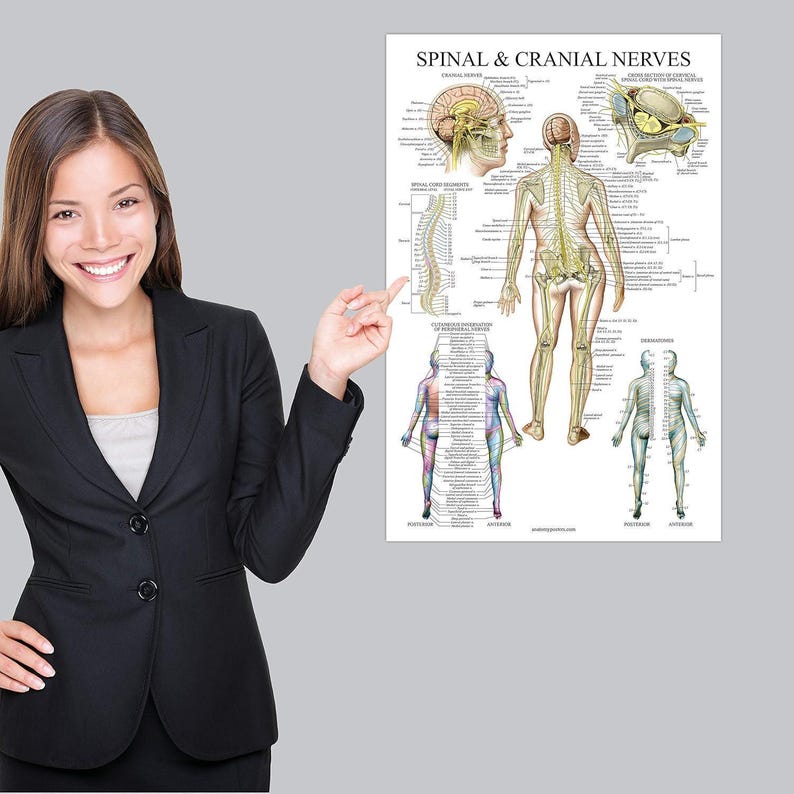 2 Pack: Spinal and Cranial Nerves + Anatomy of the Spine Poster Set ...