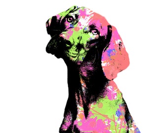 Your Vizslas Pet Dog.