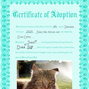 Cat & Kitten One Person Adoption Certificate (Teal)