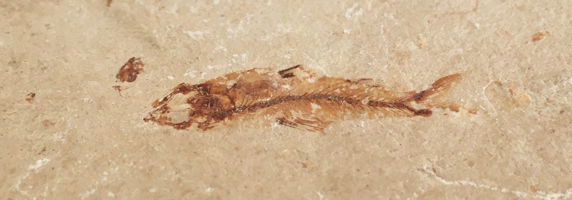 Poisson Fossile Du Liban 94, 30 Grammes Ctenothrissa