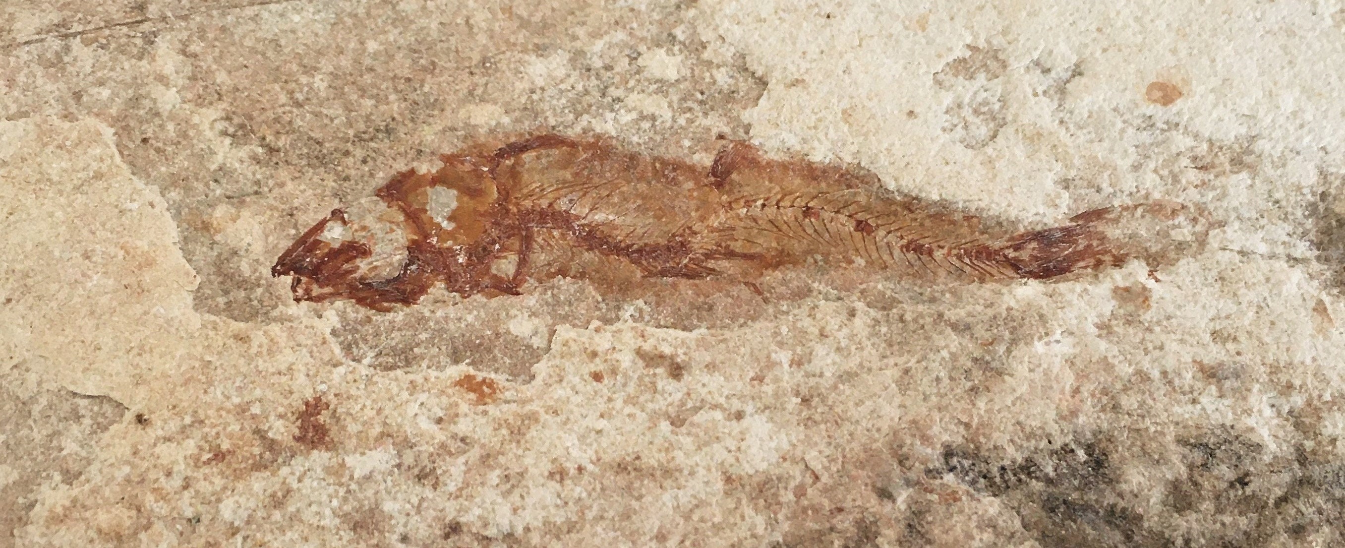 Poisson Fossile Du Liban 151, 64 Grammes Ctenothrissa