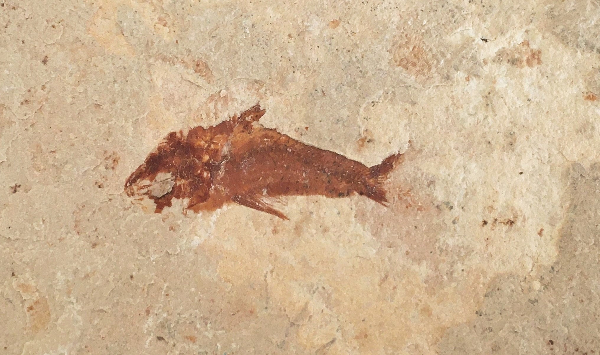 Poisson Fossile Du Liban 62, 04 Grammes Hemisaurida