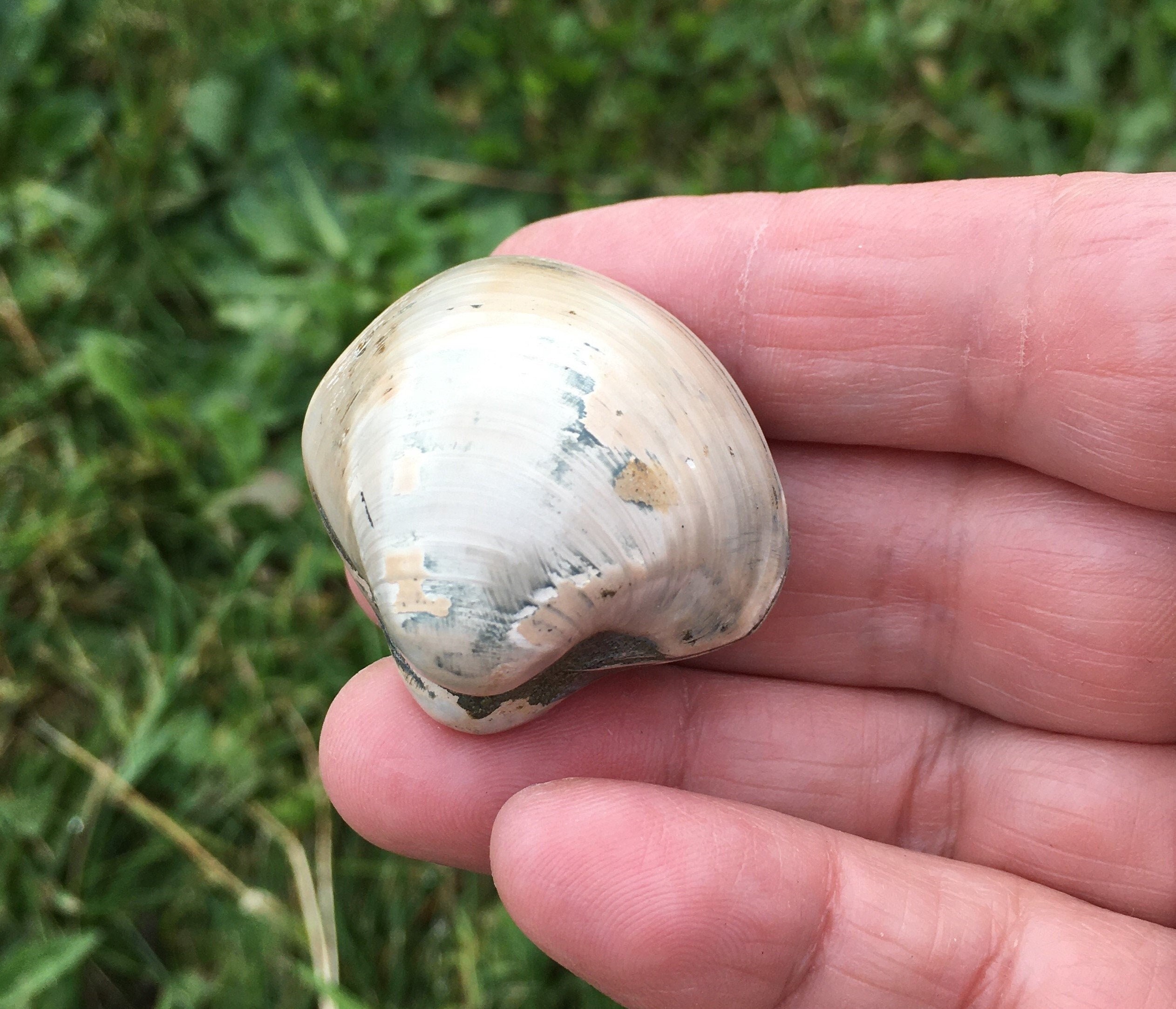 Coquille Bivalve Fossile 35, 79 Grammes