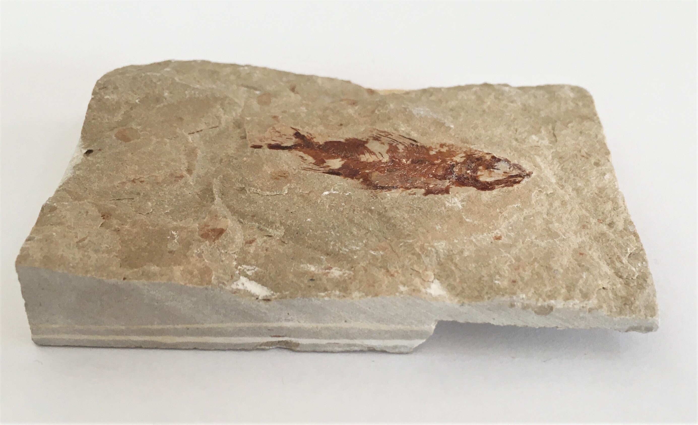 Poisson Fossile Du Liban 84, 48 Grammes Ctenothrissa