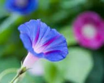 May include: Close-up of a vibrant blue morning glory flower with pink stripes, set against a blurred background of green leaves and another pink flower. The flower's delicate petals are fully open, showcasing its intricate details.