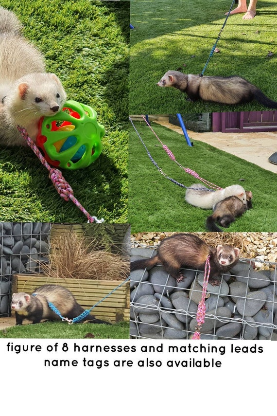 harness for ferrets