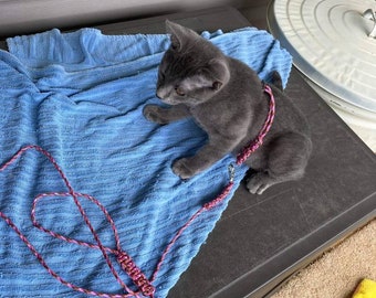 Arnés y correa para gato/zorrillo/conejo/mascota