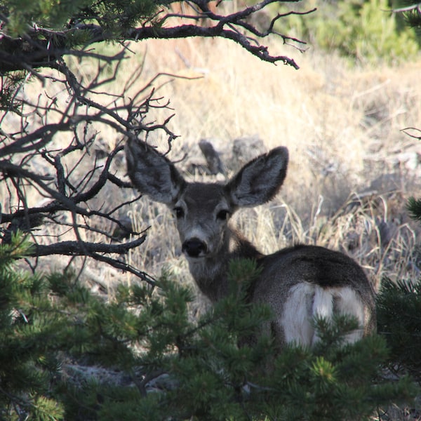 Baby deer hiding in trees print