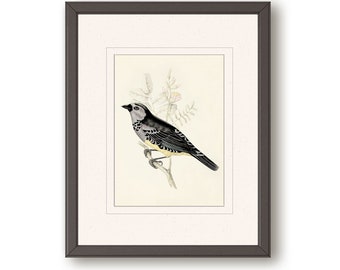 Vintage bird wall art, Downloadable ornithology print, Printable bird wall art