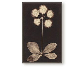 Vintage botanical art print, Printable Black and white floral wall art, Minimalist flower home decor