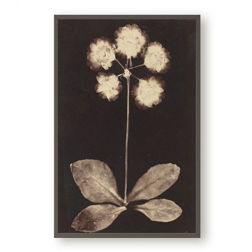 Antique Printable Floral Wall Art Downloadable Botanical - Etsy