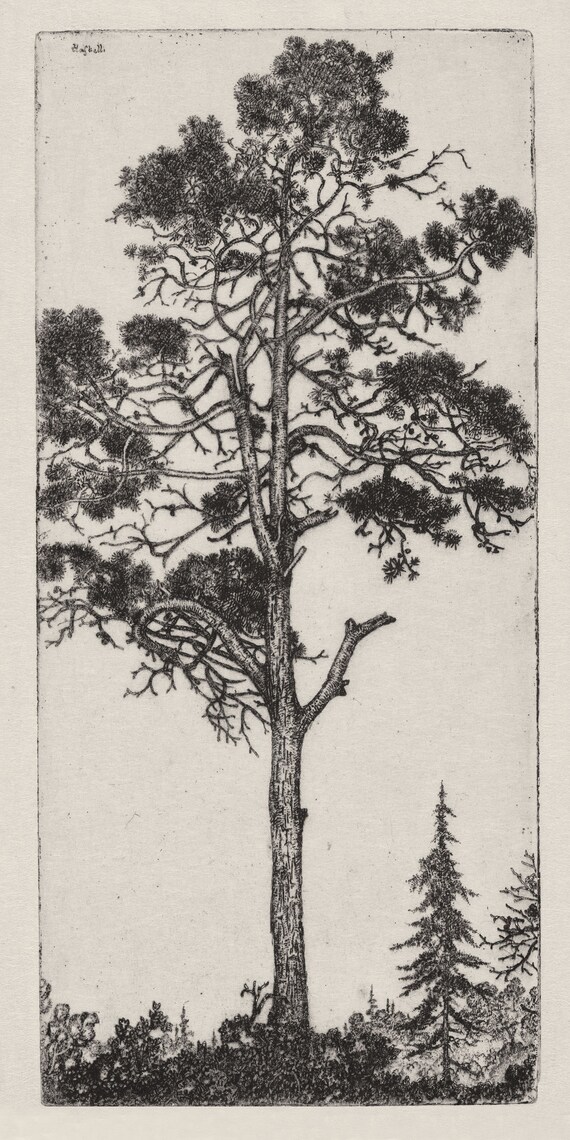 Vintage Pine Tree Drawing Antique Botanical Wall Art Muted Etsy New Zealand