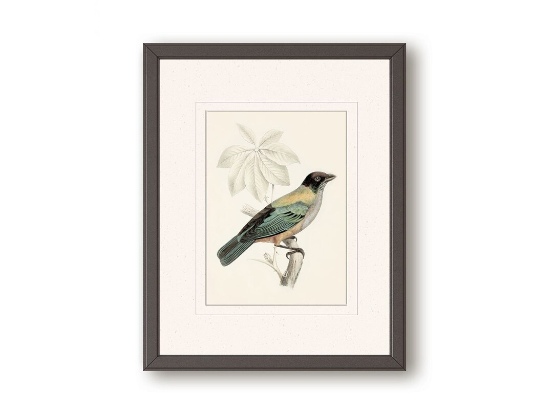 Antique Bird Wall Art Vintage Ornithology Print Tropical Etsy