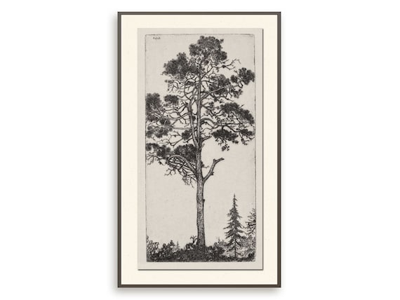 Vintage Pine Tree Drawing Antique Botanical Wall Art Muted Etsy New Zealand
