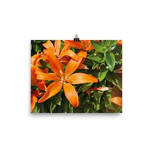 Orange Tiger Lily Poster