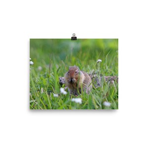 Boden Eichhörnchen Poster