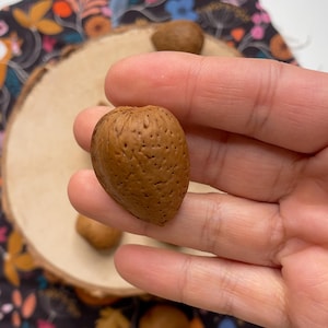 Confezione di bottoni decorativi naturali a forma di mandorla con piedini in metallo, ideali per maglieria, cappotti, parka, giacche, abbigliamento creativo e accessori fai da te.