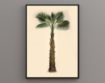 Palm Tree, Sabal Palmetto, Tree Illustration, Vintage Tree Art. Digitally remastered printable art. DIGITAL DOWNLOAD.
