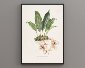 Orchid Vintage Flower Illustration. Digitally remastered printable art. DIGITAL DOWNLOAD.