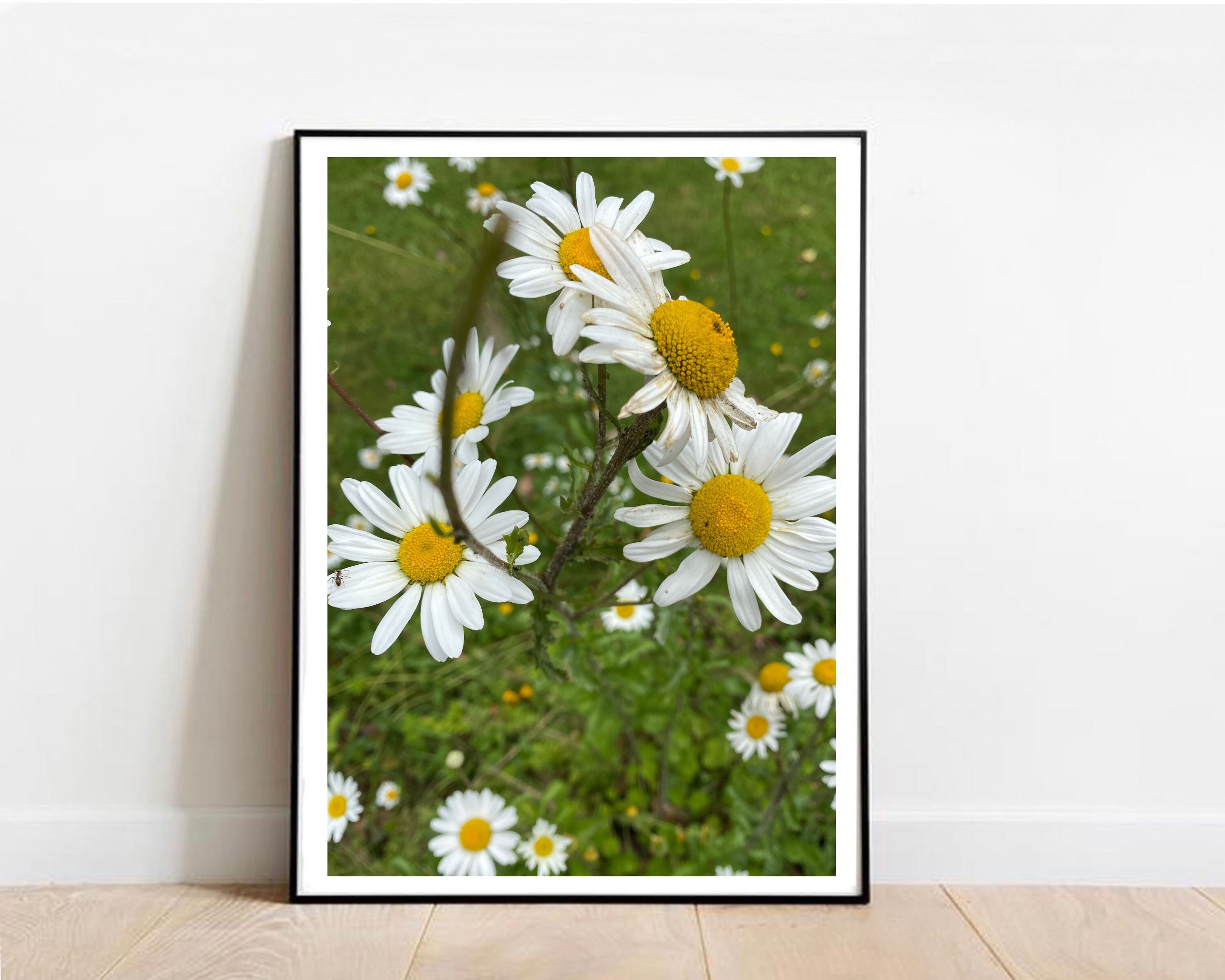 Daisy Print Daisy Flower Print Gift Yellow and White Etsy