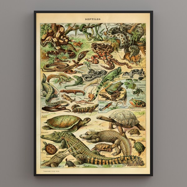 Vintage Reptiles Illustration by Adolphe Millot. Digitally remastered printable art. DIGITAL DOWNLOAD.