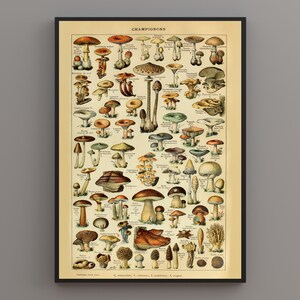 Vintage Mushroom Illustration by Adolphe Millot. Digitally remastered printable art. DIGITAL DOWNLOAD.