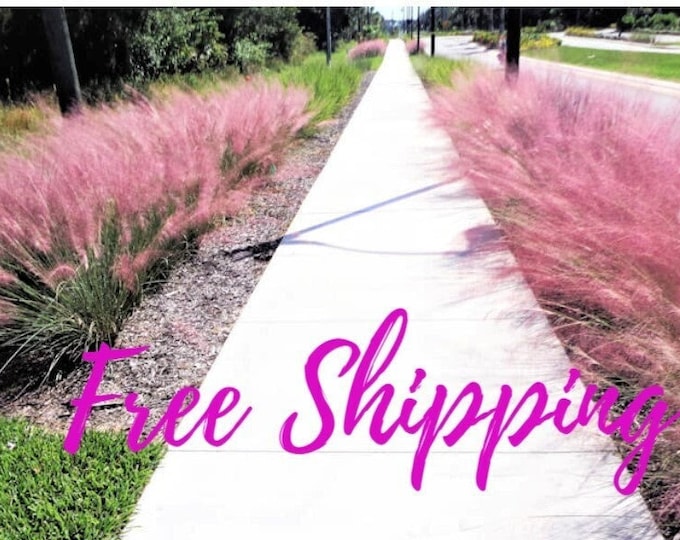 Pink Muhly Muhlenbergia Capillaris 6 Pot Ground Cover, Mass Bedding