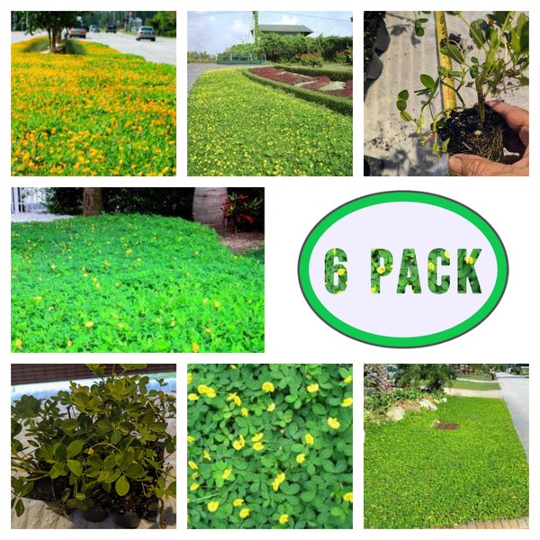 6 PACK STARTER Pack * Perennial Peanut  EcoTurf Sod , Ground cover , Erosion control , Mass Bedding , Drought tolerant , diy , Live Plant