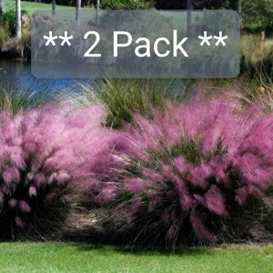 2  Pack * Pink Muhly Muhlenbergia Capillaris, Ground cover, Mass bedding, Erosion control, House warming , do-it-yourself , gift , birthday