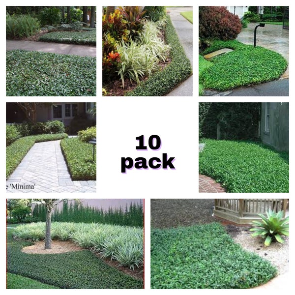 Asiatic jasmine *10 pack* low maintenance groundcover that is great for mass plantings and turfgrass alternatives.