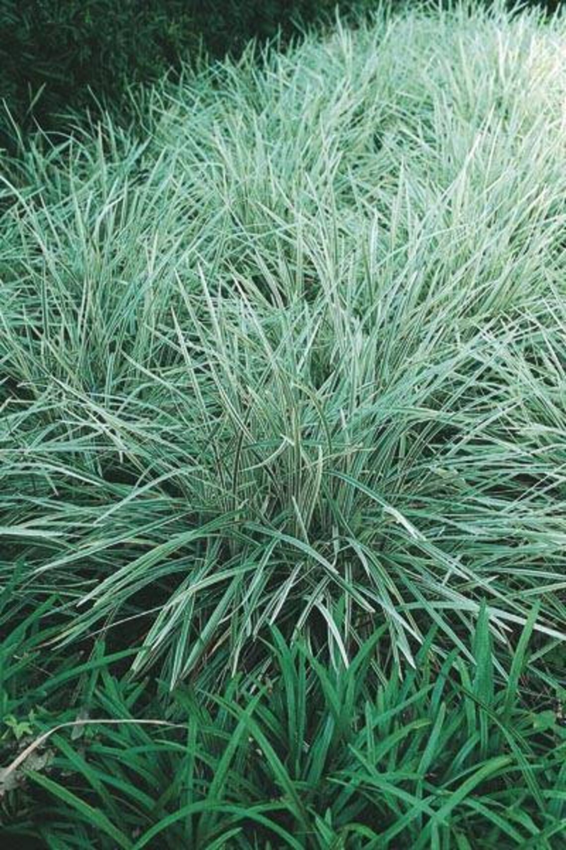 4 Pack Aztec Grass Ornamental Variegated Giant Liriope Grass Etsy