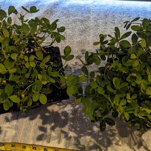 Puede incluir: Dos plantas de cacahuete verdes en macetas negras, con flores amarillas, sobre una superficie blanca con una cinta m&eacute;trica amarilla.