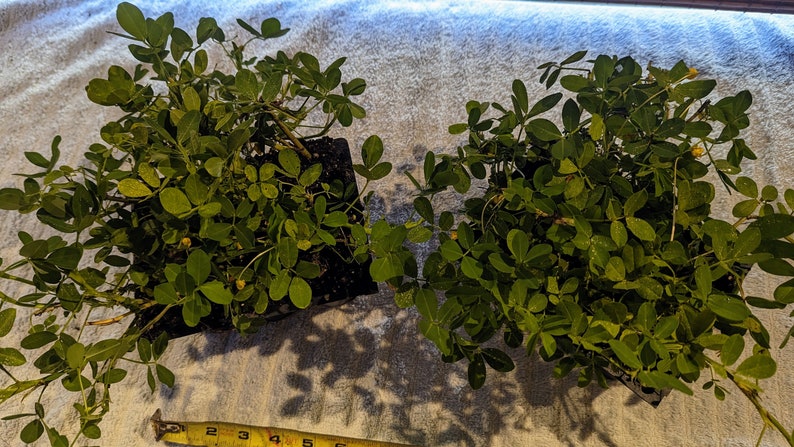 Puede incluir: Dos plantas de cacahuete verdes en macetas negras, con flores amarillas, sobre una superficie blanca con una cinta m&eacute;trica amarilla.